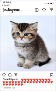 Tabby kitten sitting looking at camera