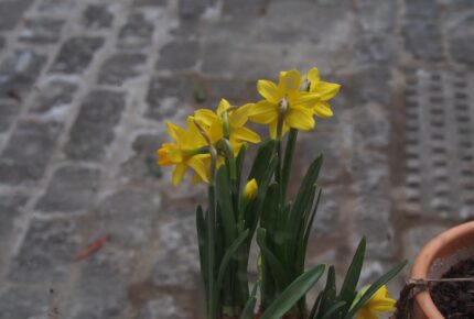 Small clump of daffodils against grey cobbled background