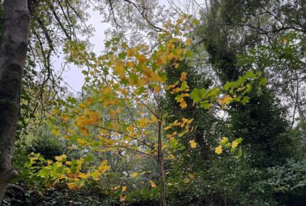 Tree with yellow and green leaves amongst other greener trees.